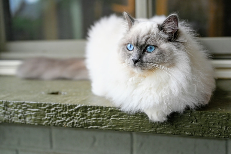 Ragdoll Cat Price In India (2023) | Monthly Cost, Care Tips