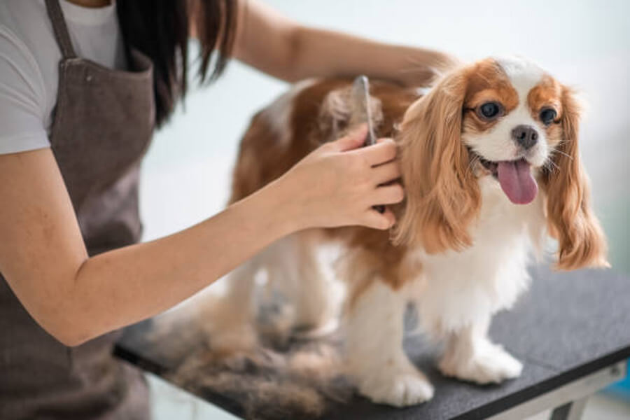 The Art of Tailored Grooming Services